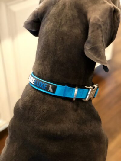 TGP Luxe Dog Collar  Durable & Easy to Clean – The Gentle Pit