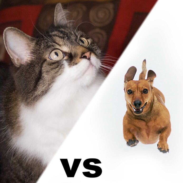 grafics cat vs doge